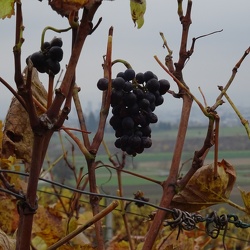 WG1 - Dietikon - Weiningen - Metzgete9. November 2017